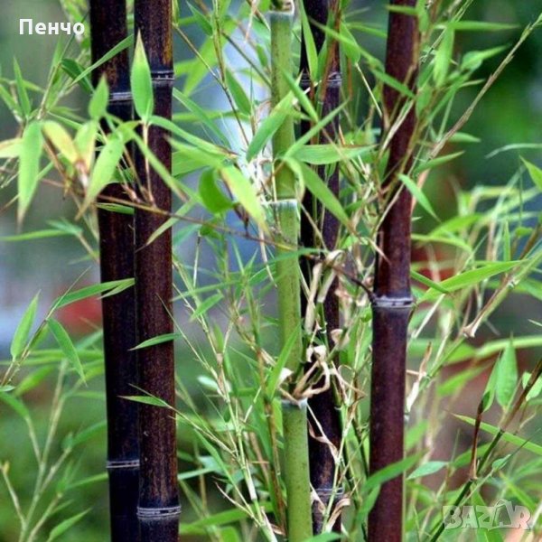 100 бр бамбукови семена от черен бамбук Black Bamboo растение декорация за двора и градината, снимка 1