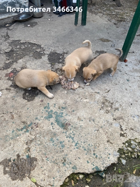 Продавам пинчерчета, снимка 1