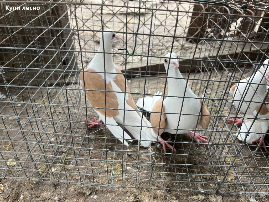 Пощи на капак гълъби , снимка 1