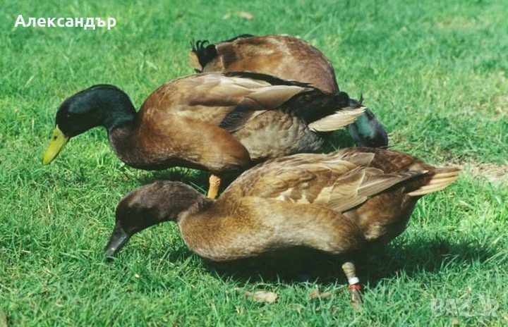Патици каки кембъл на 8 месеца, снимка 1