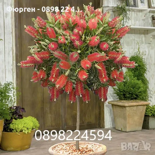 Калистемон (Callistemon citrinus) Размер 60-80см, снимка 1