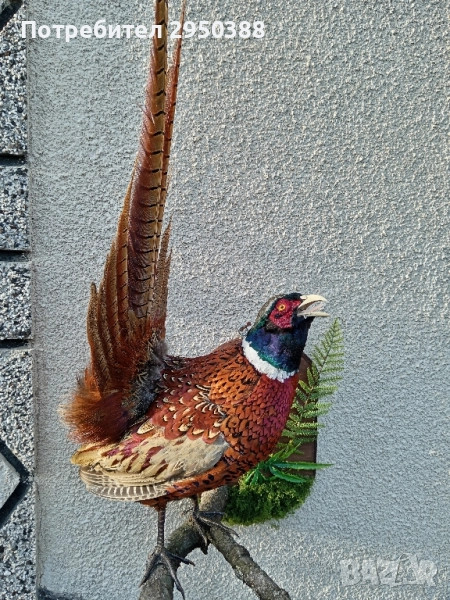 ПРЕПАРИРАН МЪЖКИ ФАЗАН , снимка 1