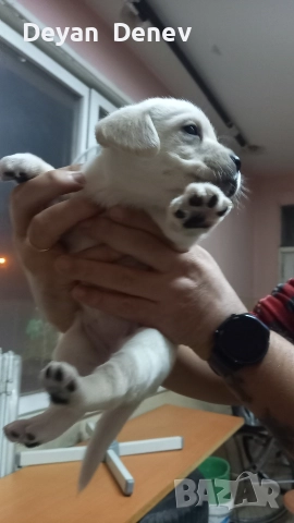 лабрадор реитривър , снимка 3 - Лабрадор ретривър - 52878460