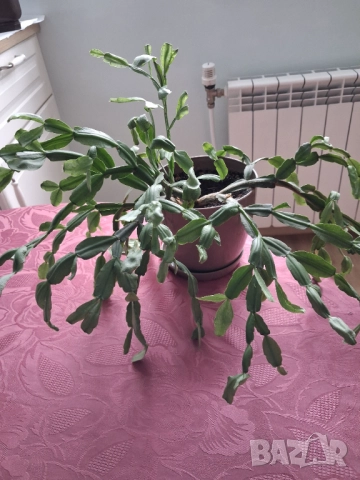 Коледниче/великденче , снимка 4 - Стайни растения - 51487420