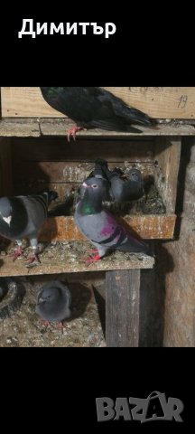 Продавам пилета спортни пощи, снимка 3 - Гълъби - 37025398