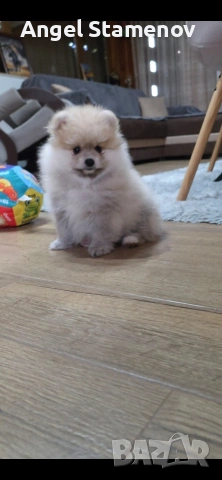 Померан,мини момченце с всички необходими ваксини и документи!!!, снимка 7 - Померан - 53208705