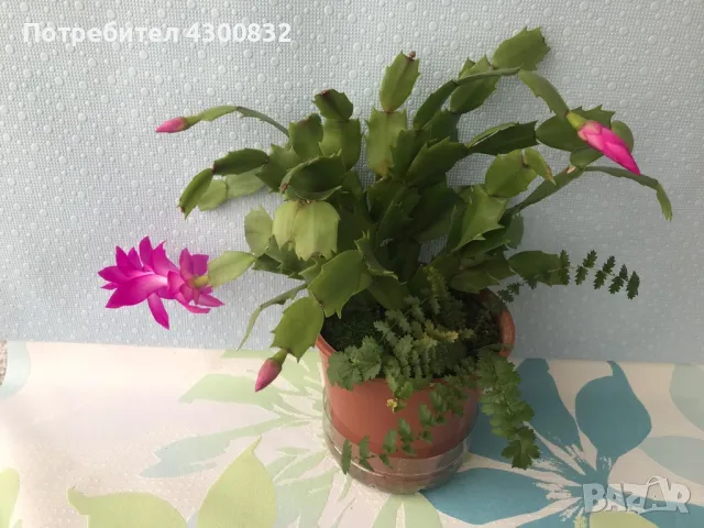 Коледниче/schlumbergera снимки 16.01.2025, снимка 5 - Стайни растения - 48509255