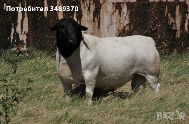 Продавам или заменям за гъски,овце,кози,свине,крави,пуйки, снимка 6 - Патици и гъски - 43446497