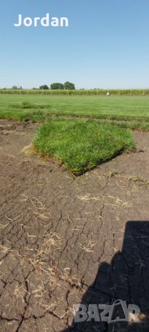 Райграс - тревни чимове. Изгодни цени., снимка 6 - Градински цветя и растения - 33130134