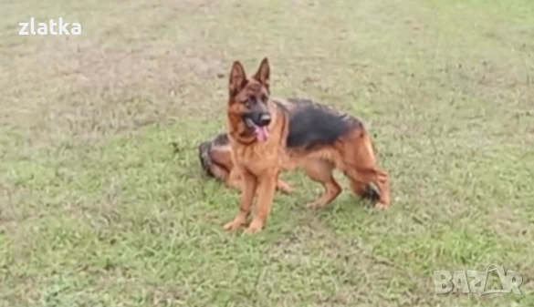 Продавам немска овчарка, снимка 3 - Немска овчарка - 52380806