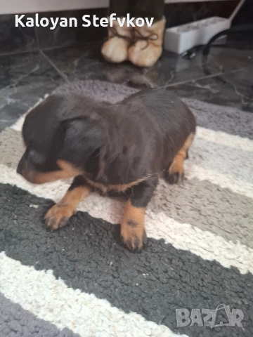 мини пинчер 