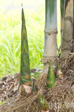 100 броя семена от декоративен бамбук Moso Bamboo зелен МОСО БАМБО за декорация и дървесина, снимка 15 - Сортови семена и луковици - 37711749