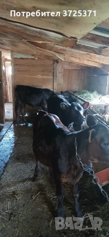 Продавам 5 бр телета , снимка 1