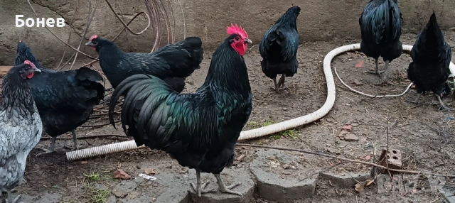 Петли Австролорп