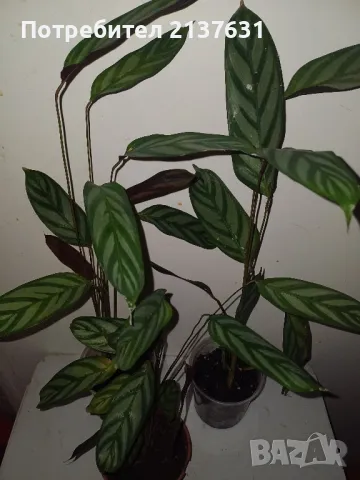 КАЛАТЕЯ стайно растение , снимка 1