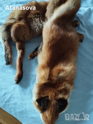 Продавам кожа лисица 