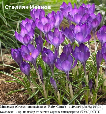 СОРТОВИ МИНЗУХАРИ – ЛУКОВИЦИ, снимка 10 - Сортови семена и луковици - 52372805