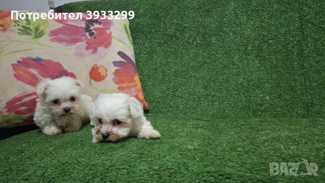 малтийска болонка мини болонки , снимка 12 - Болонка - 53410962