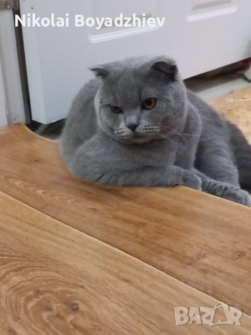 Млад котарак за разплод 😀, снимка 2 - Британска късокосместа - 43063437