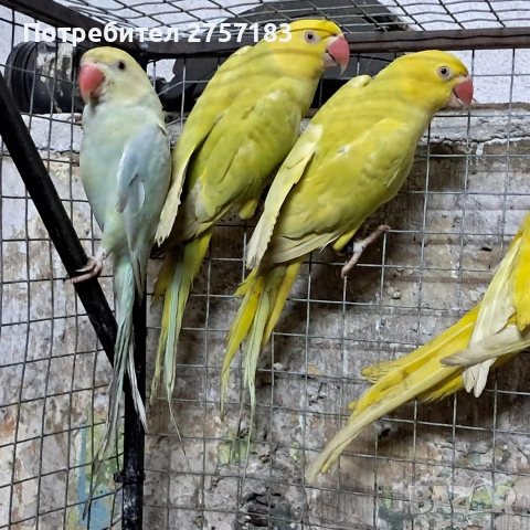 продавам малки александри , снимка 4 - Папагали - 53389574