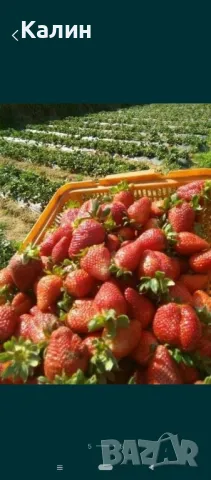 продаваме разсад ягоди , снимка 3 - Сортови семена и луковици - 50156044