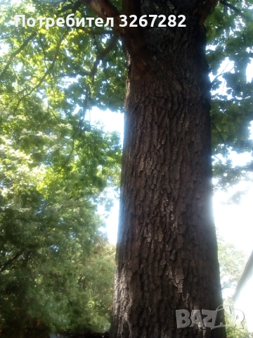 Дъб,Летен,Querca Robur,Разсад, снимка 6 - Разсади - 50499285