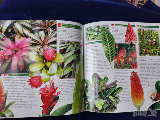 Тропически растения и плодове на островите Реюнион и Мавриций - на френски и англ., описани 212 вида, снимка 4 - Енциклопедии, справочници - 52576012