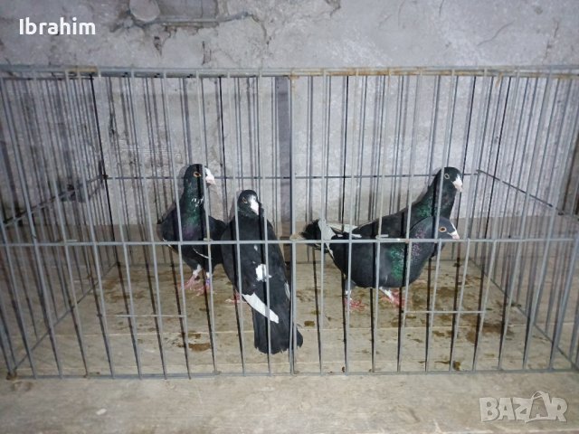 Adanski galabi, снимка 6 - Гълъби - 29846386