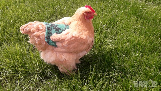 Седло (гръб) за кокошки, снимка 1