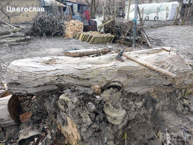 Орех с разрешение в Шуменско, снимка 9 - Декорация за дома - 42110680