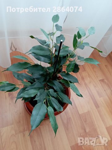 Бенджамин , снимка 6 - Стайни растения - 40442336