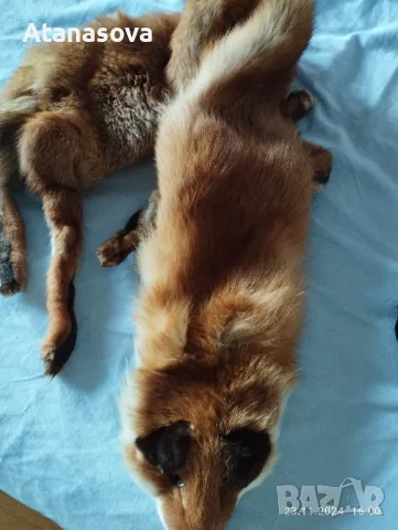 Продавам кожа лисица , снимка 2 - Шалове - 48085295