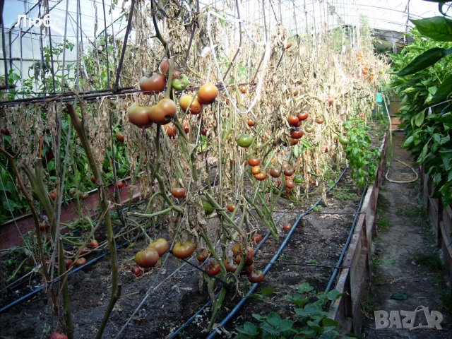 Разсад и семена от домат- тъмно червен  от Крим., снимка 4 - Сортови семена и луковици - 11528072