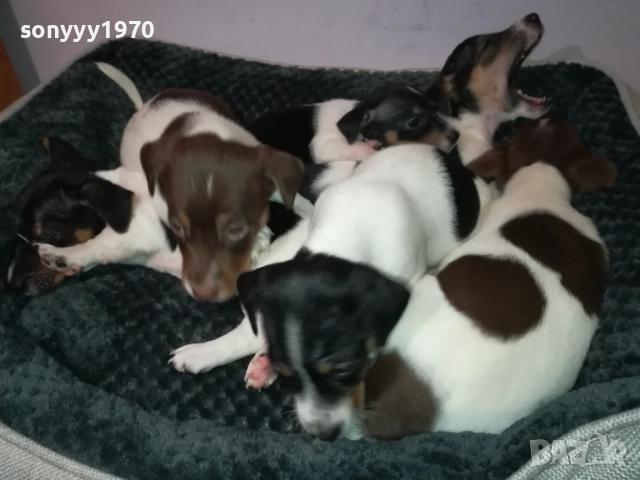 ДЖАК РЪСЕЛ 250ЛВ ЗА БРОЙ 2709251829, снимка 4 - Джак ръсел териер - 51859010