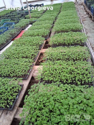 Разсад домати за пикиране, снимка 4 - Разсади - 53516960