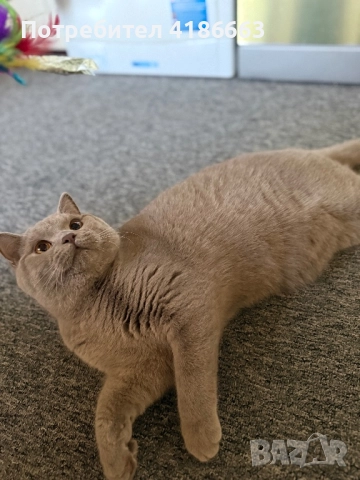 Късокосмест британец за разплод