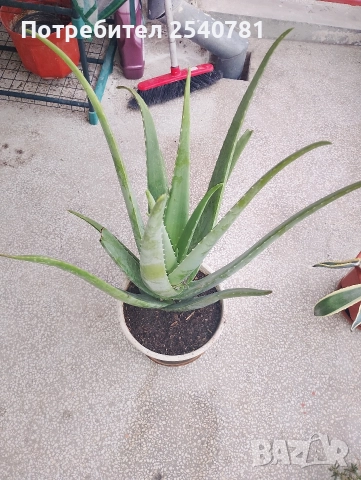 продавам 3 годишно алое Вера 