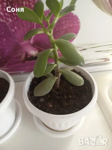 Дървото на живота  , снимка 3 - Стайни растения - 39996709