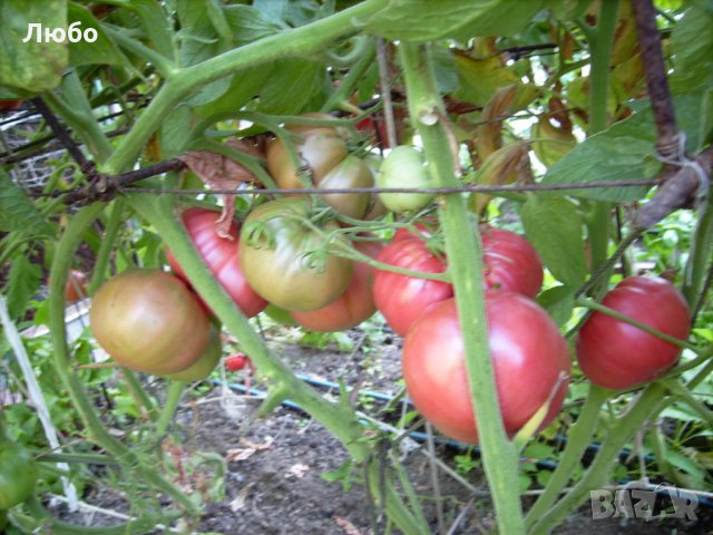 Разсад и семена от домат-Малинов винконте, снимка 7 - Сортови семена и луковици - 17473071