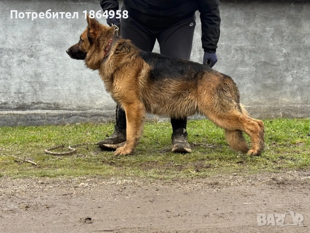 Немско Овчарско Куче Мъжки, снимка 3 - Пекинез - 53456269