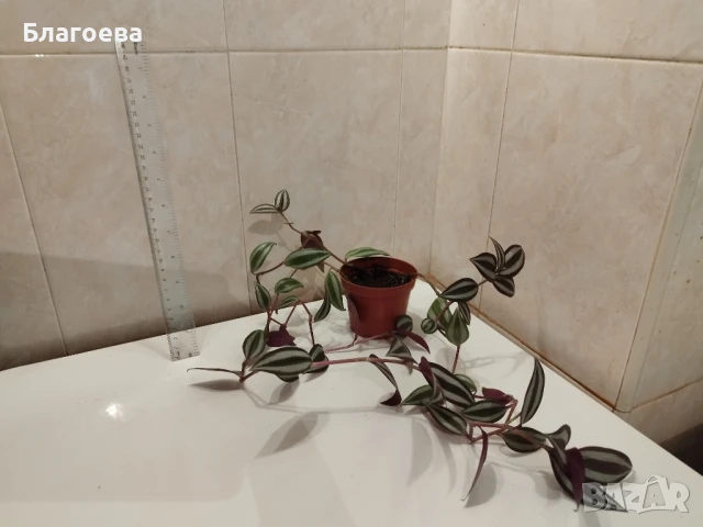 Традесканция Зебрина, снимка 2 - Стайни растения - 51353686