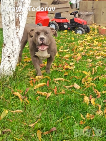Зина на година и четери месеца очаква новият си стопанин. , снимка 2 - Питбул - 52388536
