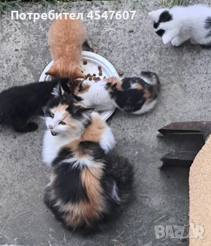 Подаряваме малки котенца, снимка 1