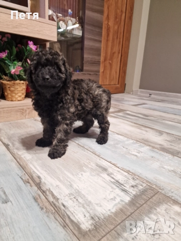 Пудел мини момче, снимка 13 - Пудели - 52651544