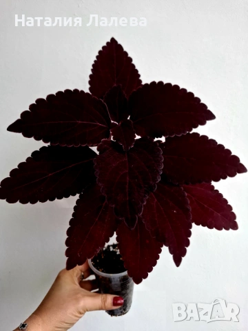Колеус, coleus black dragon