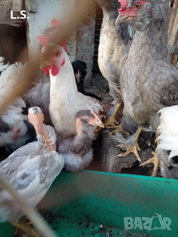 Продам пилета ,ярки млади петлета , снимка 4 - Кокошки и пуйки - 51726042