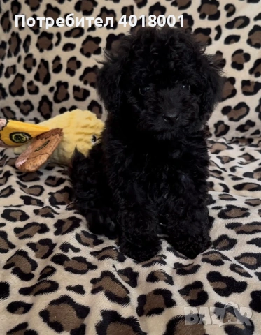 продавам черен мъжки Пудел, снимка 4 - Пудели - 53517079
