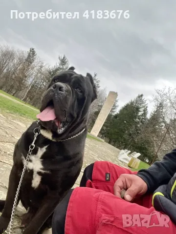 Кане корсо за разплод, снимка 3 - Кане корсо - 48857600