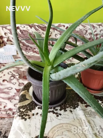 Алое лечебно растение