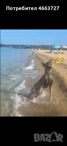 Продавам Белгийски овчарки, снимка 10 - Белгийска овчарка - 52579124